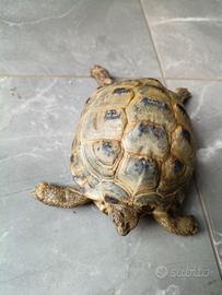 Tartaruga horsfield con certificato