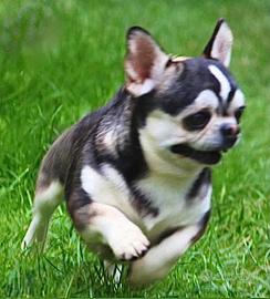 Chihuahua colorazione husky