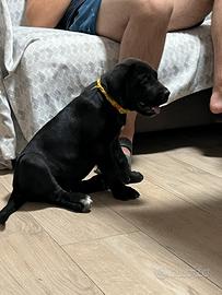 Cuccioli di Cane corso