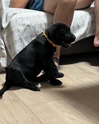 Cuccioli di Cane corso