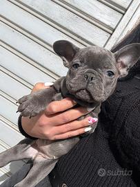 Bulldog francese blues