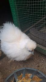 Coppia Galline Moroseta 