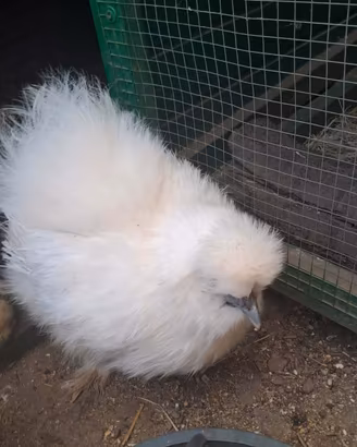Coppia Galline Moroseta 