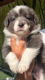 Cuccioli di Border Collie con Pedigree