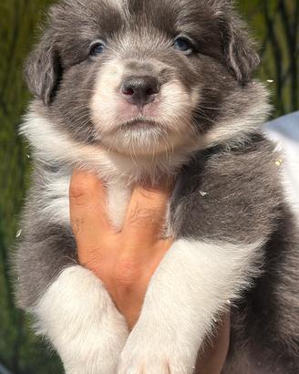 Cuccioli di Border Collie con Pedigree