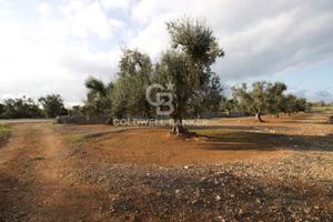 Terreno agricolo - San Vito dei Normanni