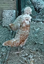 Gallina padovana
