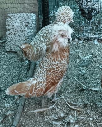 Gallina padovana