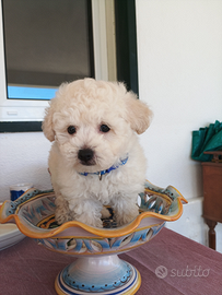 Maltipoo mini maschio