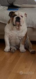 Bulldog inglese