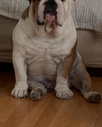 Bulldog inglese