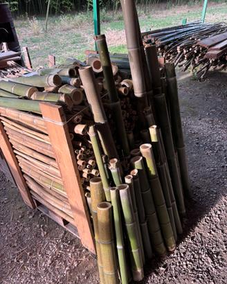 Canne di bambù naturale per giardino e recinzioni