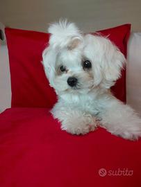 Cucciolo di Bichon Maltese