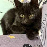 Gattino nero poco più di 2 mesi