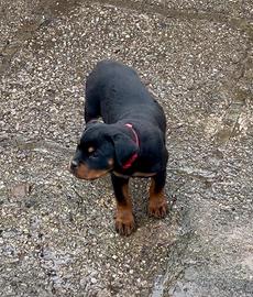 Cucciola Rottweiler con Pedigree