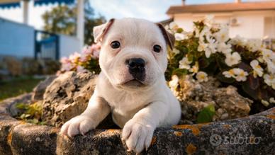 staffordshire bull terrier 