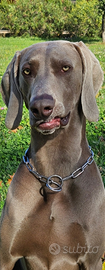Monta weimaraner