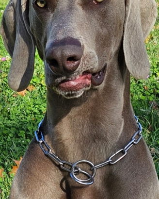 Monta weimaraner