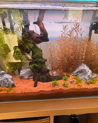 Acquario 60lt completo