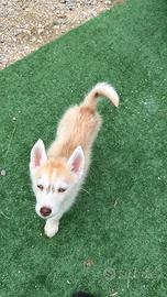 Siberian Husky con pedigree enci
