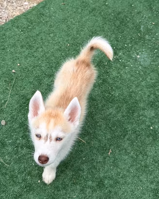 Siberian Husky con pedigree enci