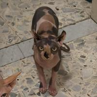 Cuccioli sphynx e sphynx elfi disponibi