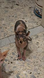 Cuccioli sphynx e sphynx elfi disponibi