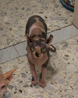 Cuccioli sphynx e sphynx elfi disponibi