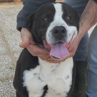 Rocky un adozione per la vita