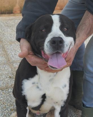 Rocky un adozione per la vita