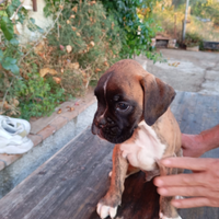 Disponibili cuccioli di boxer