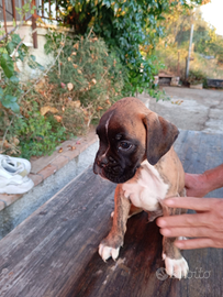 Disponibili cuccioli di boxer