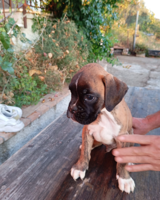 Disponibili cuccioli di boxer