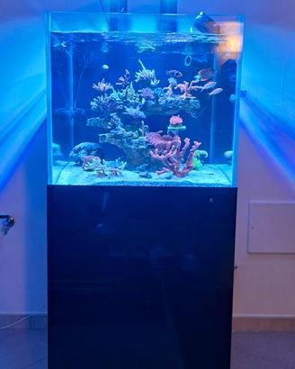 acquario marino 