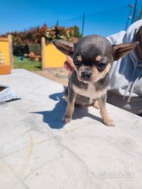 Chihuahua Toy con Pedigree