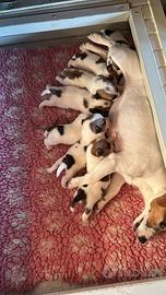 Jack Russell Terrier