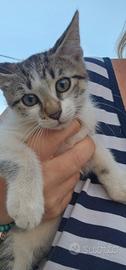 Gatto femmina