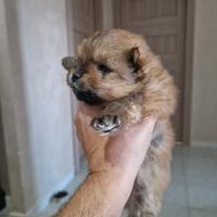 Spitz nano con pedigree enci