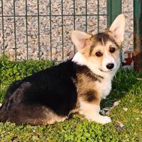 Welsh Corgi Pembroke