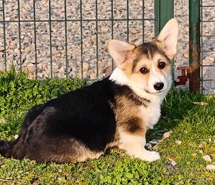 Welsh Corgi Pembroke