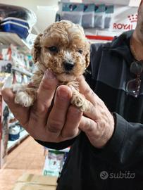 barboncino toy