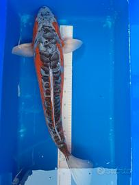 Koi shusui