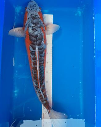 Koi shusui