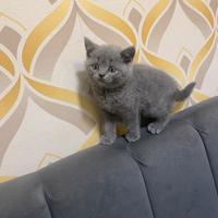 Gattini british shorthair blu