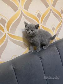 Gattini british shorthair blu