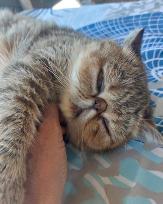 Gattina Esotica di due anni
