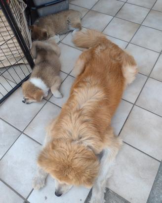 Cuccioli Akita inu