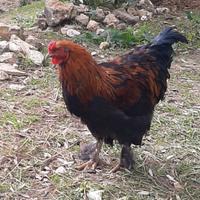 Galli di razza Brahma