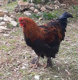 Galli di razza Brahma