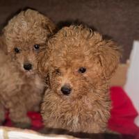 Barboncini toy e mini toy